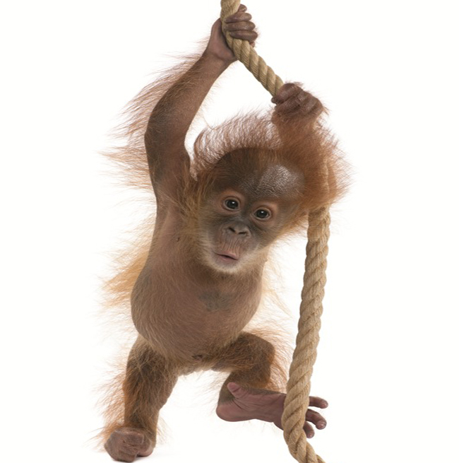 Sumatran Orangutan.jpg Sumatran Orangutan.jpg